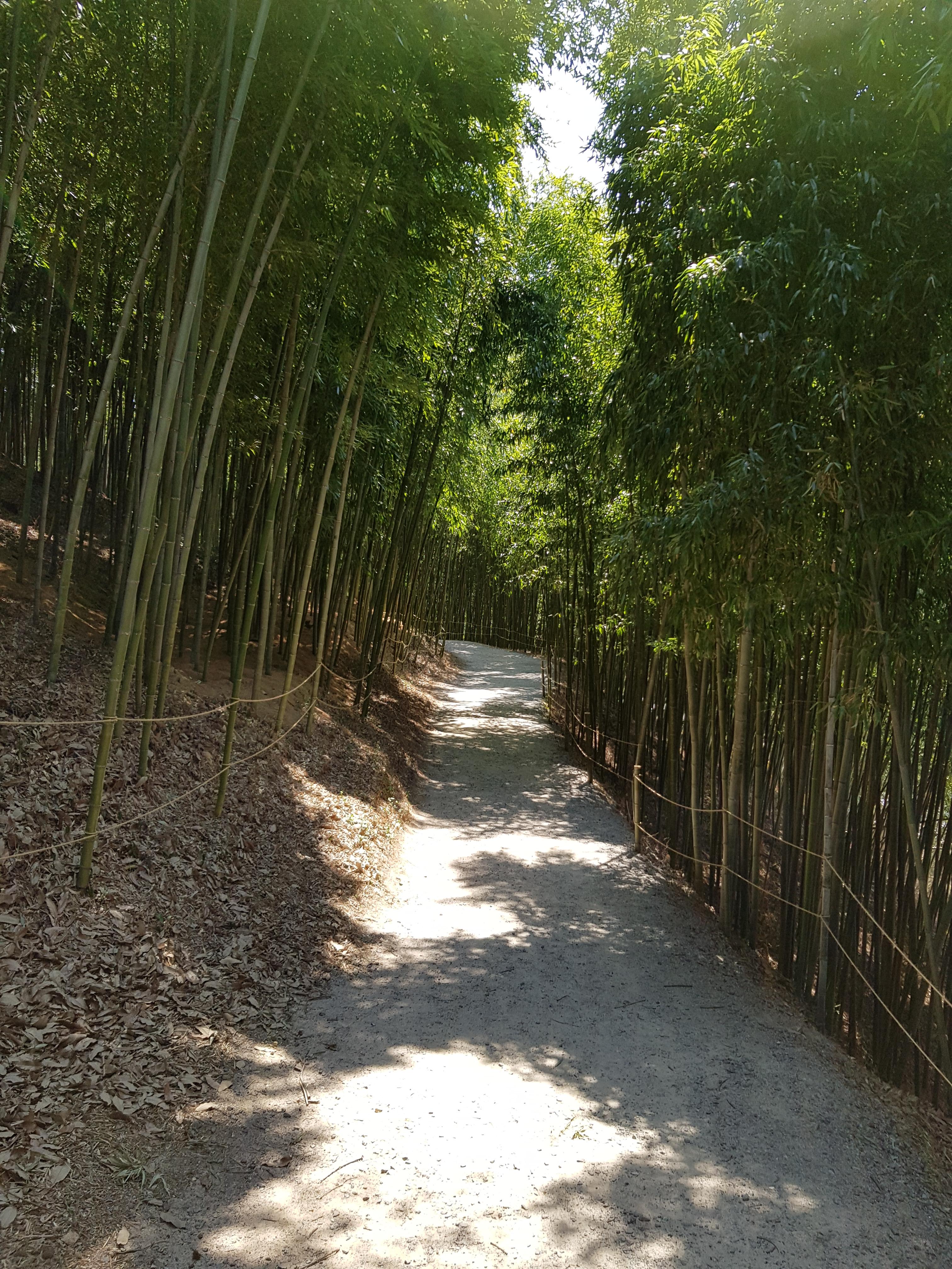 Dense Damyang bamboo grove with sunlight filtering through the green canopy