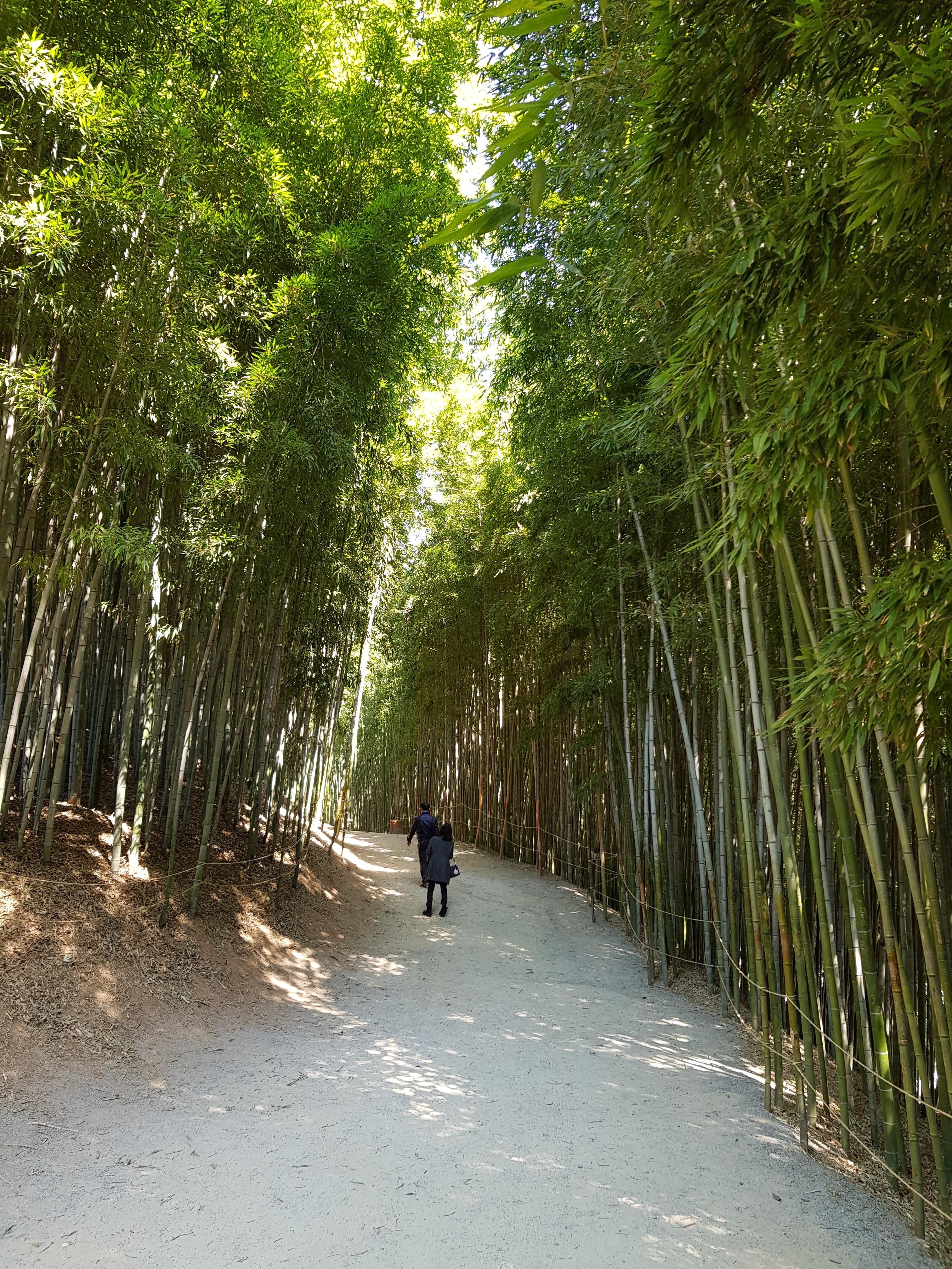 Walking path through dense bamboo forest at Juknokwon in Damyang