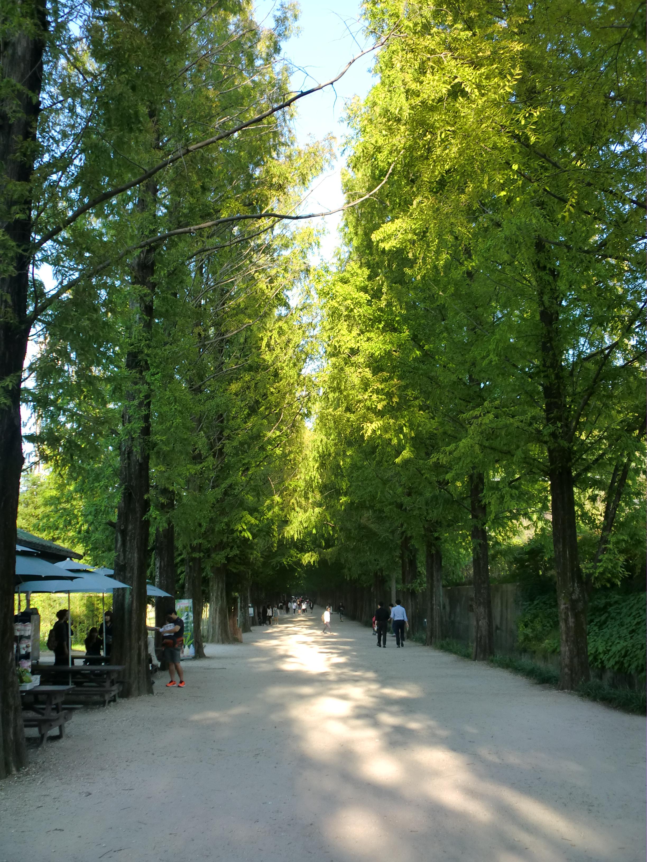 Metasequoia Road in autumn with orange and red foliage in Damyang, Korea