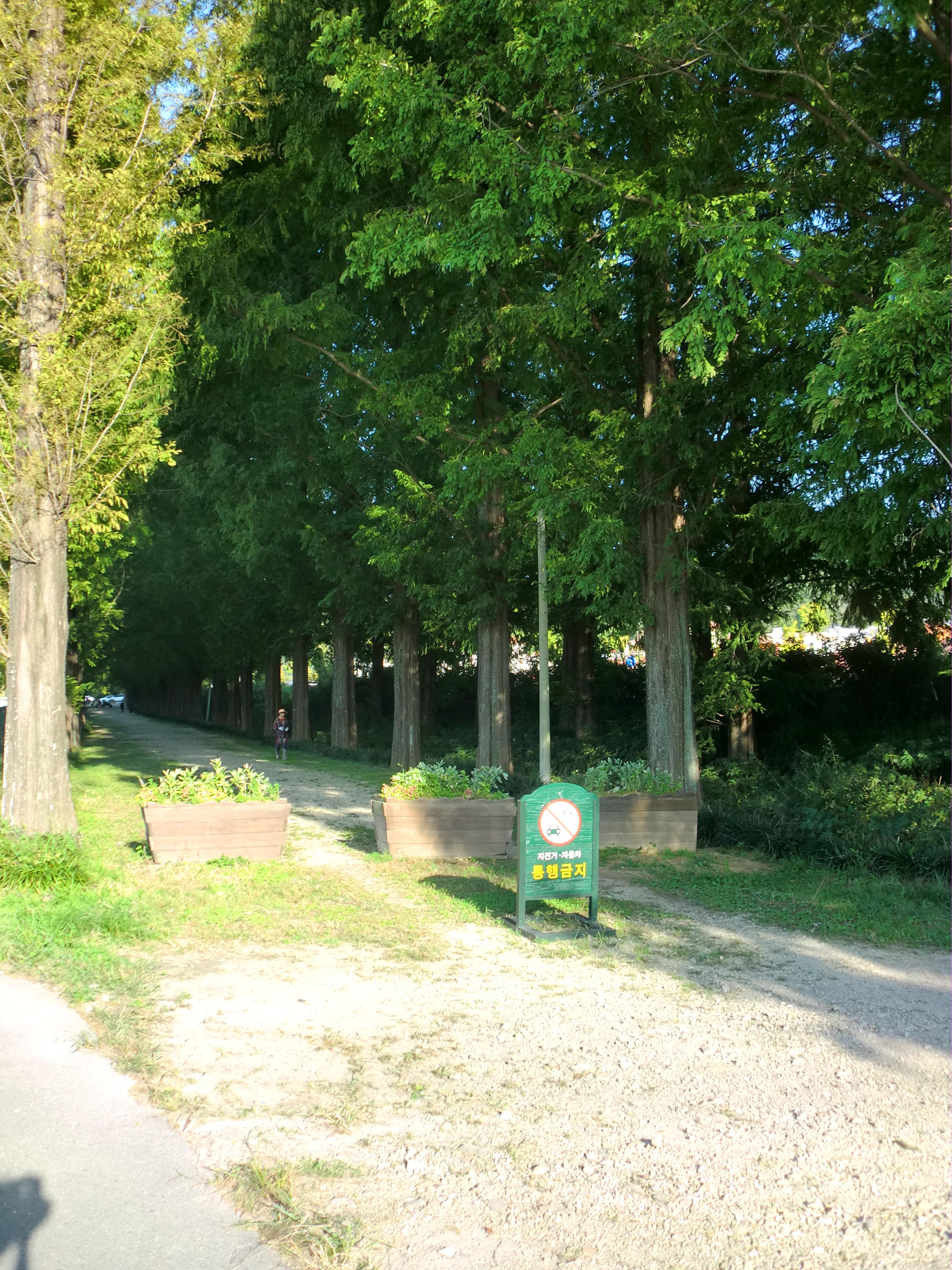 Tall metasequoia trees lining the Damyang Metasequoia Road, Korea