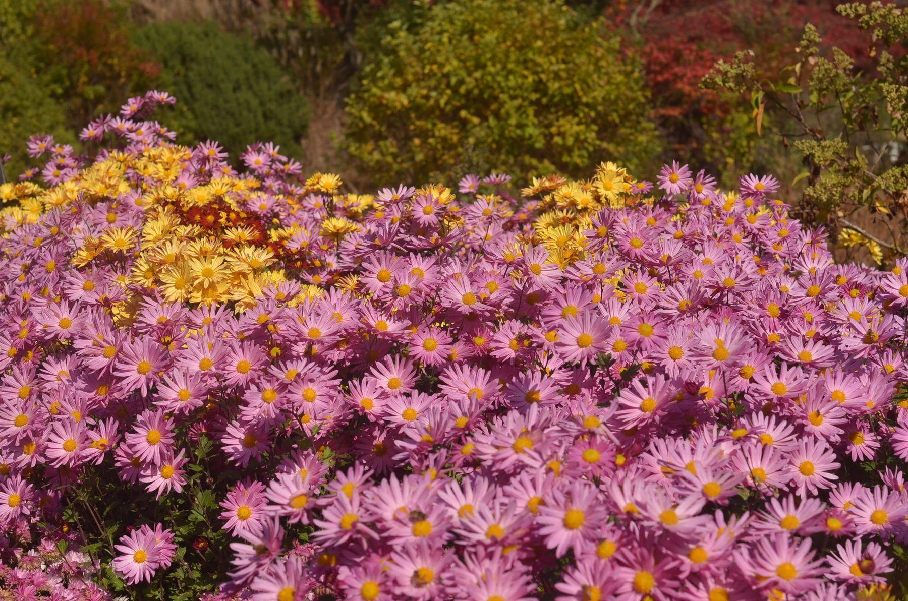 Colorful chrysanthemum garden display in South Korea in autumn