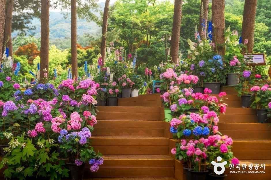 Garden of Morning Calm: Korea's Four-Season Flower Garden Road Trip