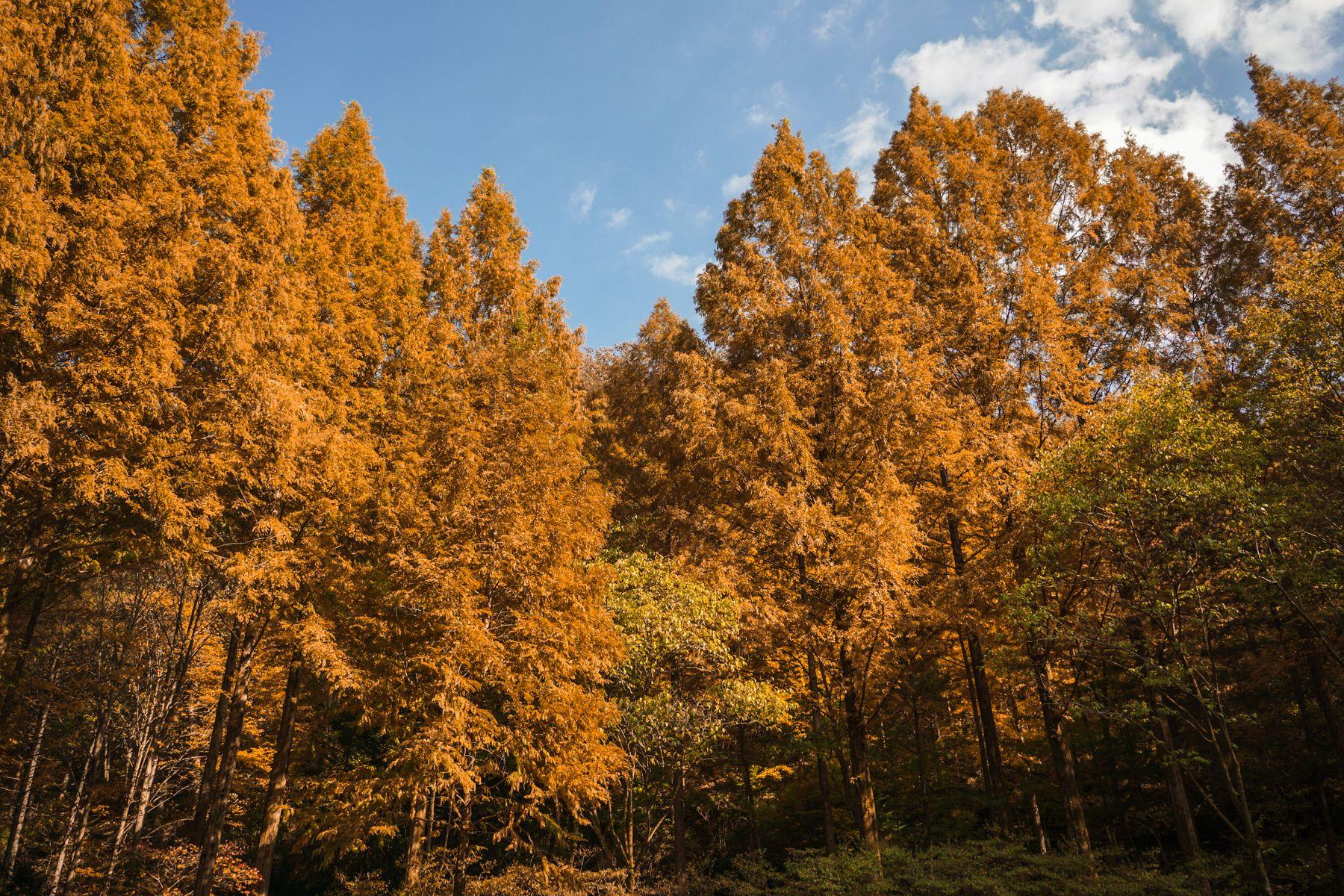Golden autumn forest scenery in the Gyeonggi-do countryside near Gapyeong, South Korea