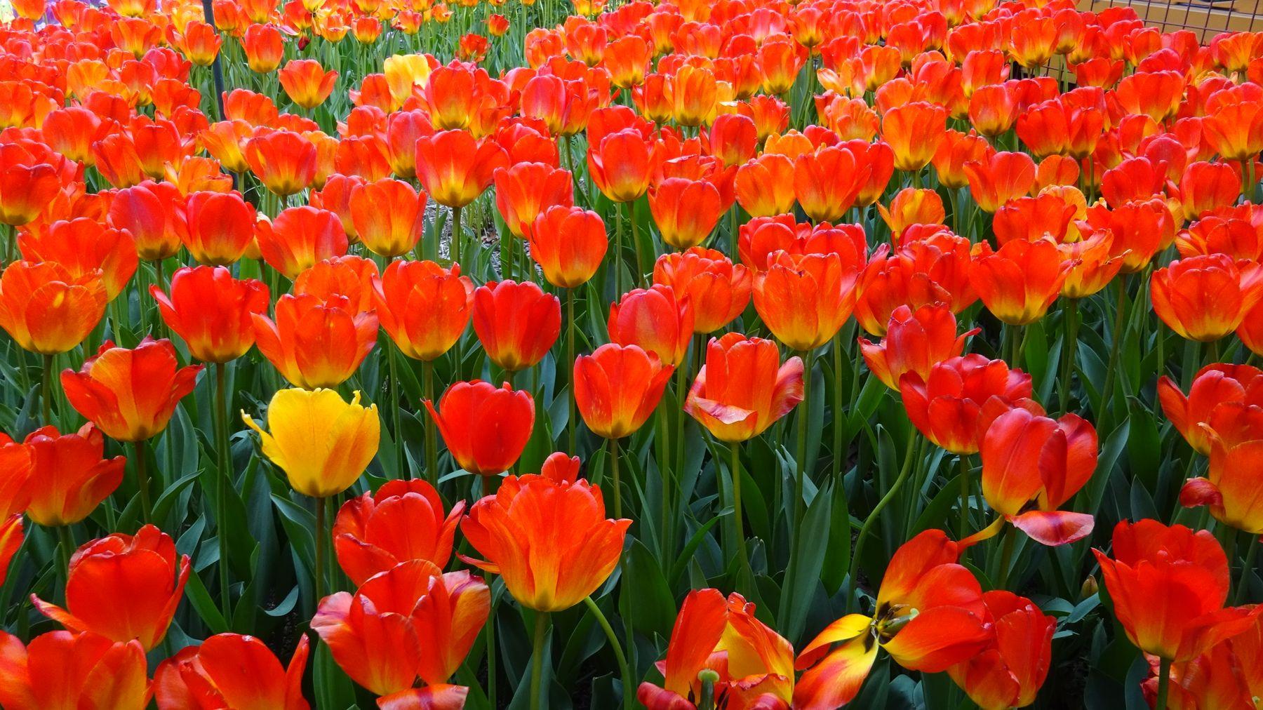 Vibrant tulips in full bloom at a themed garden in South Korea, similar to spring displays at the Garden of Morning Calm