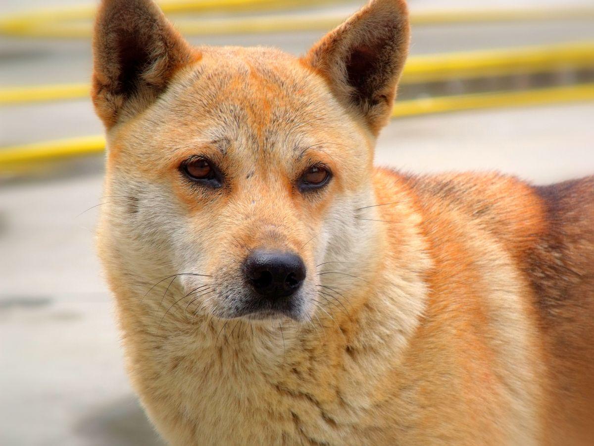 Close-up portrait of a Jindo dog with alert amber eyes and cream-colored thick fur, a breed native to Jindo Island, South Korea