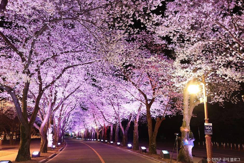 Night view of Jinan's cherry blossom road leading to Maisan Provincial Park, with illuminated pink cherry trees forming a canopy over the road