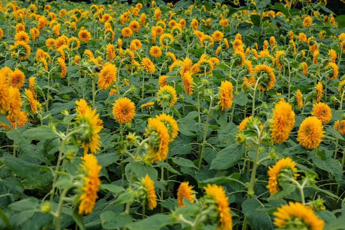 Gochang Sunflower Festival Drive: Korea's Most Photogenic Summer Road Trip