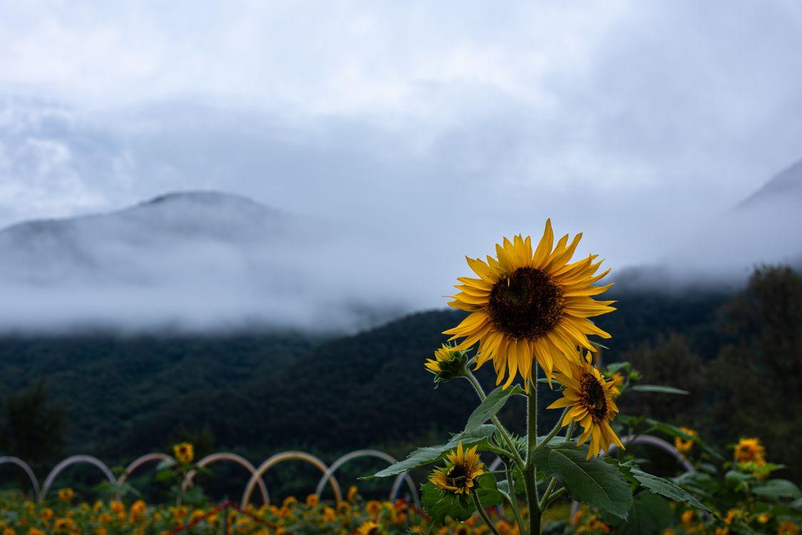 Sunflowers in bloom against misty mountain backdrop in South Korea