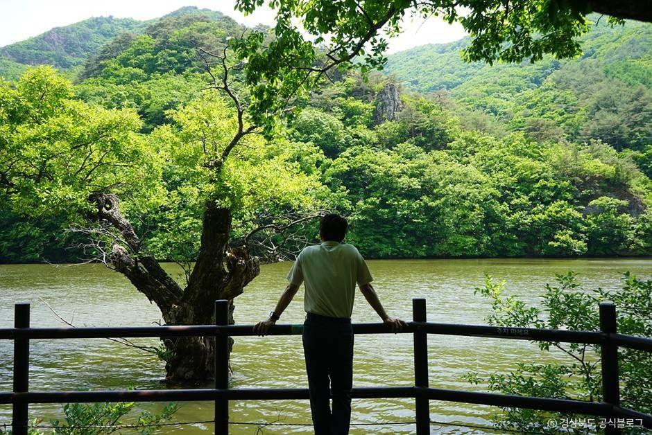 Jusan Pond in Cheongsong with ancient weeping willow trees growing from the water surface, Juwangsan UNESCO Geopark Korea