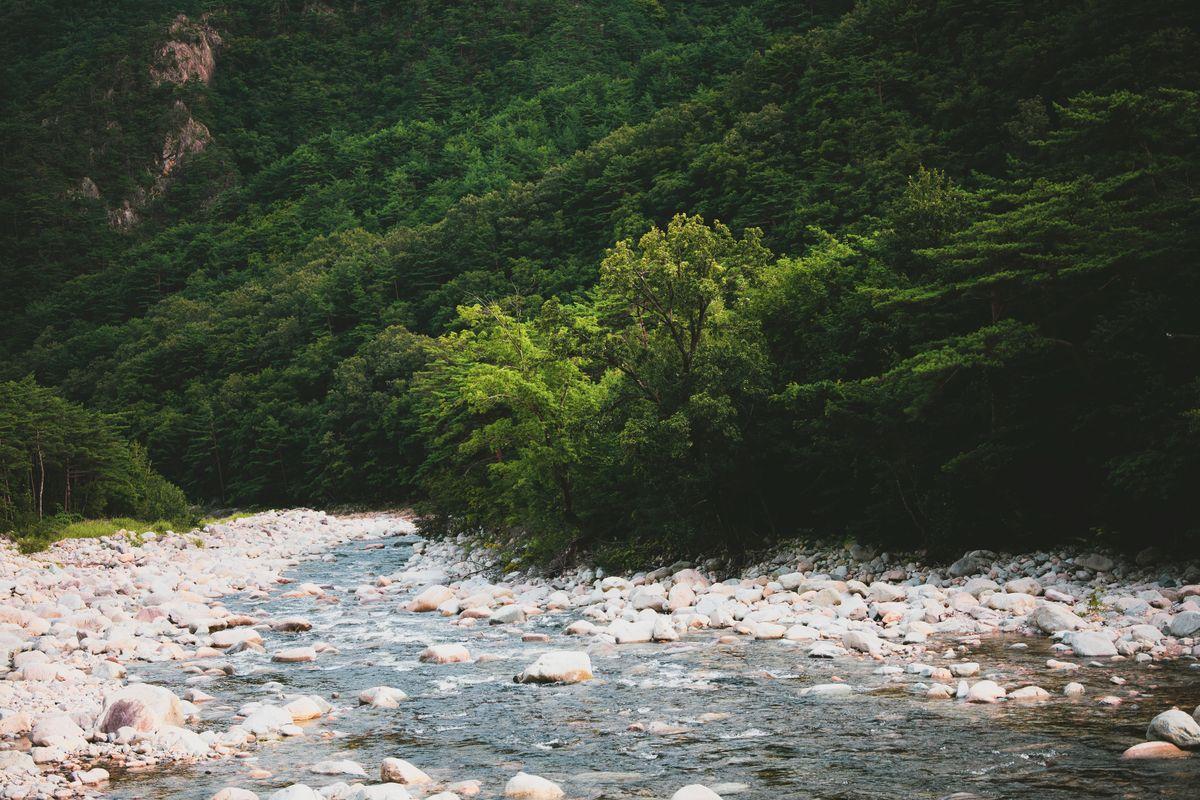 Lush green mountain stream with clear water flowing between mossy boulders in Gapyeong, Gyeonggi-do, South Korea