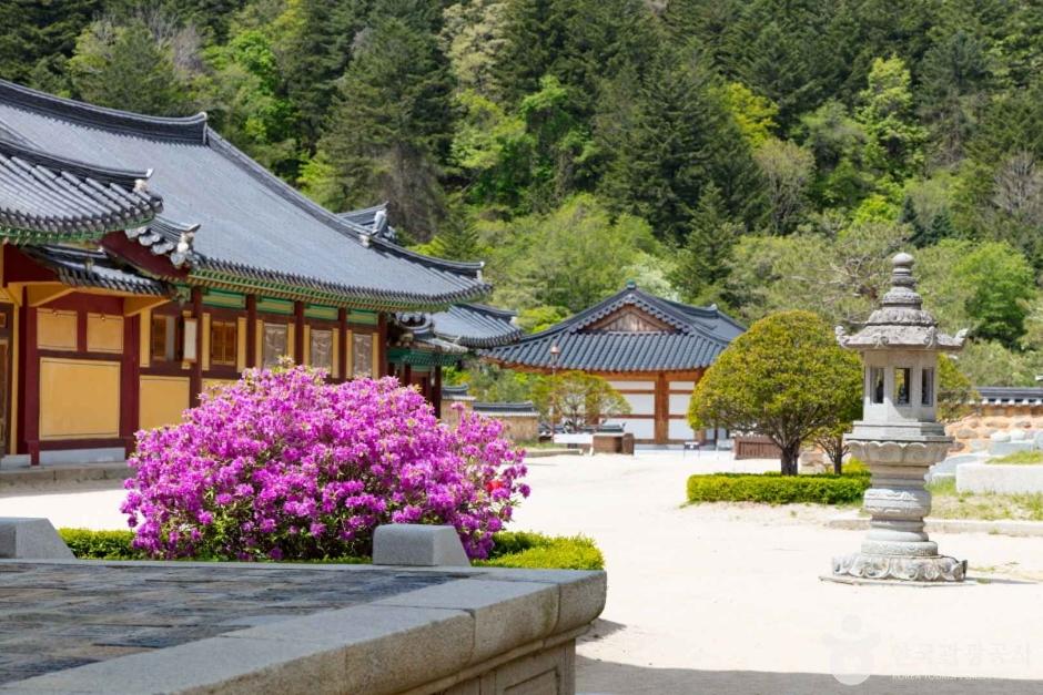 Odaesan & Woljeongsa Temple Drive: Gangwon's Fir Forest Cathedral