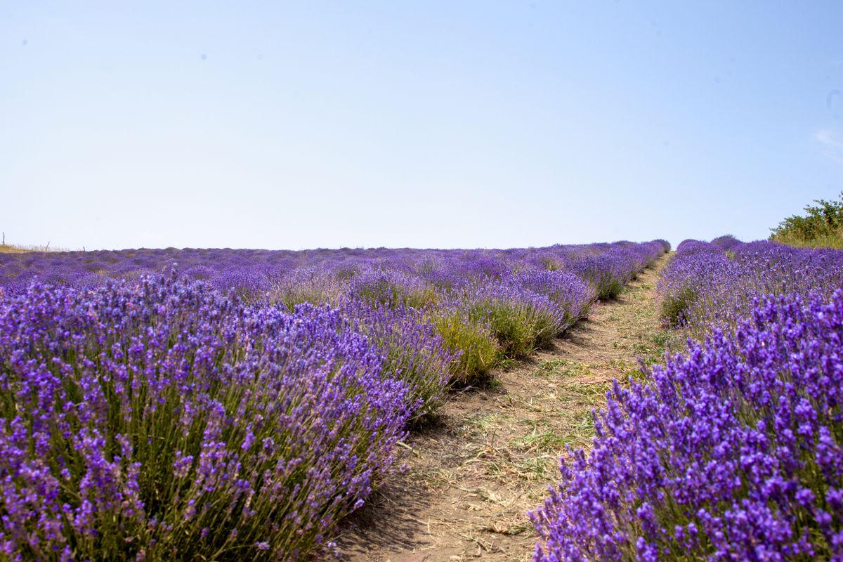 Path through a vibrant lavender field under a bright sky