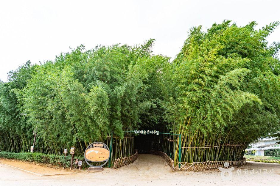 The dense ten-ri bamboo grove of Taehwagang National Garden in Ulsan, with sunlight filtering through the tall bamboo stalks